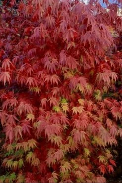 Orange Flame Japanese Maple - 1 Gallon Pot -Plant Shop Japanese Maple Orange Flame 13