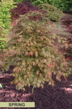 Orange Flame Japanese Maple - 1 Gallon Pot -Plant Shop Japanese Maple Orange Flame Spring Color