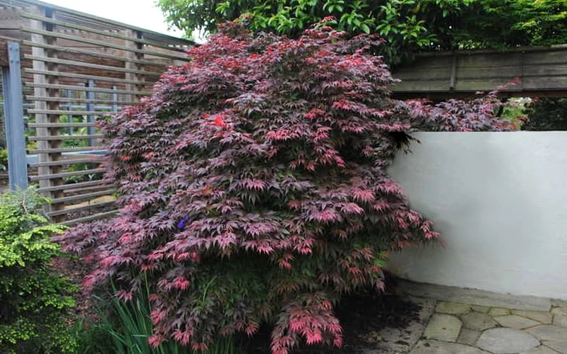 Oregon Sunset Japanese Maple (Acer Palmatum) - 3 Gallon Pot 8 Oregon Sunset Japanese Maple (Acer Palmatum) - 3 Gallon Pot - Image 6