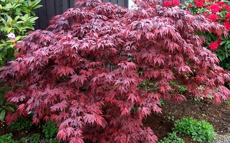 Oregon Sunset Japanese Maple (Acer Palmatum) - 3 Gallon Pot 6 Oregon Sunset Japanese Maple (Acer Palmatum) - 3 Gallon Pot - Image 4