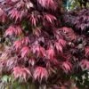 Oregon Sunset Japanese Maple (Acer Palmatum) - 3 Gallon Pot -Plant Shop Japanese Maple Oregon Sunset 7