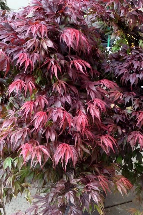Oregon Sunset Japanese Maple (Acer Palmatum) - 3 Gallon Pot 3 Oregon Sunset Japanese Maple (Acer Palmatum) - 3 Gallon Pot