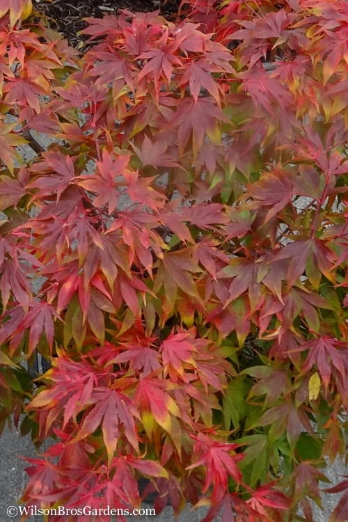 Oregon Sunset Japanese Maple (Acer Palmatum) - 3 Gallon Pot 7 Oregon Sunset Japanese Maple (Acer Palmatum) - 3 Gallon Pot - Image 5