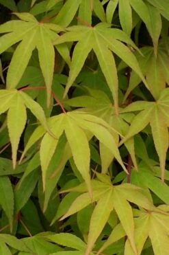Osakazuki Japanese Maple - 1 Gallon Pot -Plant Shop Japanese Maple Osakazuki 5