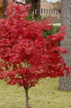 Pixie Dwarf Red Japanese Maple - 5 Gallon Pot -Plant Shop Japanese Maple Pixie Dwarf 10