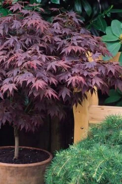 Pixie Dwarf Red Japanese Maple - 5 Gallon Pot -Plant Shop Japanese Maple Pixie Dwarf 6
