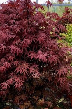 Pixie Dwarf Red Japanese Maple - 5 Gallon Pot -Plant Shop Japanese Maple Pixie Dwarf 9