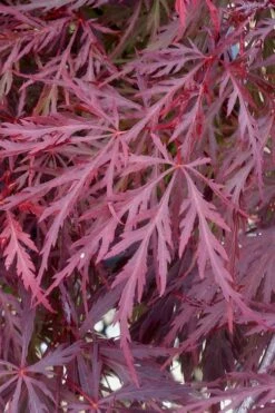 Red Dragon Dwarf Japanese Maple - 1 Gallon Pot 15 Red Dragon Dwarf Japanese Maple - 1 Gallon Pot -Plant Shop Japanese Maple Red Dragon 11 1