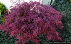 Red Dragon Dwarf Japanese Maple - 3 Gallon Pot -Plant Shop Japanese Maple Red Dragon 21