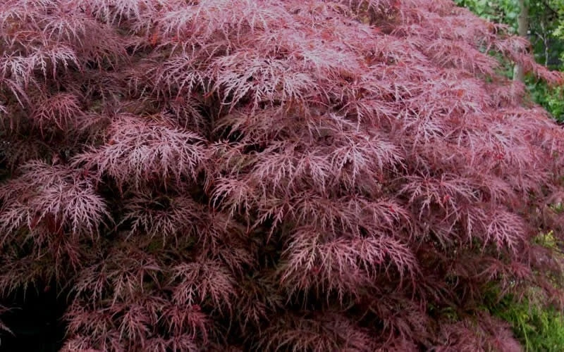 Red Dragon Dwarf Japanese Maple - 1 Gallon Pot 9 Red Dragon Dwarf Japanese Maple - 1 Gallon Pot - Image 7