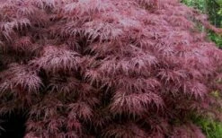 Red Dragon Dwarf Japanese Maple - 3 Gallon Pot -Plant Shop Japanese Maple Red Dragon 3