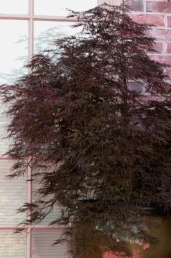 Red Select Laceleaf Japanese Maple - 3 Gallon Pot -Plant Shop Japanese Maple Red Select 2