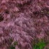 Red Select Laceleaf Japanese Maple - 3 Gallon Pot -Plant Shop Japanese Maple Red Select 3