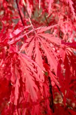 Red Select Laceleaf Japanese Maple - 3 Gallon Pot -Plant Shop Japanese Maple Red Select 4