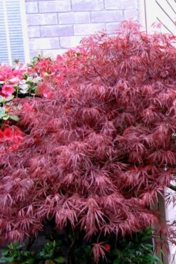 Red Select Laceleaf Japanese Maple - 3 Gallon Pot -Plant Shop Japanese Maple Red Select 5