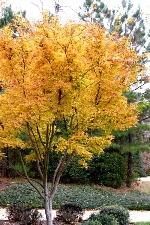 Sango Kaku Coral Bark Japanese Maple - 3 Gallon Pot (7-8') 7 Sango Kaku Coral Bark Japanese Maple - 3 Gallon Pot (7-8') - Image 5