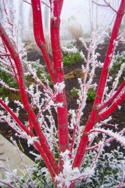 Sango Kaku Coral Bark Japanese Maple - 3 Gallon Pot (7-8') 15 Sango Kaku Coral Bark Japanese Maple - 3 Gallon Pot (7-8') -Plant Shop Japanese Maple Sango Kaku Coral Bark 500x750 1