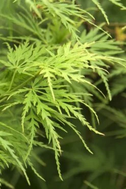 Seiryu Japanese Maple - 1 Gallon Pot 16 Seiryu Japanese Maple - 1 Gallon Pot -Plant Shop Japanese Maple Seiryu 22