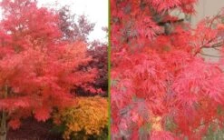 Seiryu Japanese Maple - 1 Gallon Pot 14 Seiryu Japanese Maple - 1 Gallon Pot -Plant Shop Japanese Maple Seiryu Fall Color