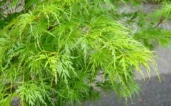 Seiryu Japanese Maple - 5 Gallon Pot -Plant Shop Japanese Maple Seiryu Spring Color 2