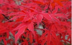 Shirazz Japanese Maple - 2 Gallon Pot -Plant Shop Japanese Maple Shirazz 10