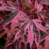 Shirazz Japanese Maple - 2 Gallon Pot 1 Shirazz Japanese Maple - 2 Gallon Pot -Plant Shop Japanese Maple Shirazz 12