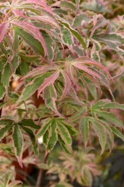 Shirazz Japanese Maple - 2 Gallon Pot -Plant Shop Japanese Maple Shirazz 13