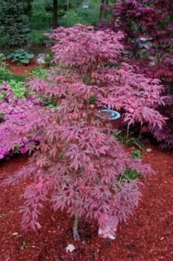 Shirazz Japanese Maple - 1 Gallon Pot -Plant Shop Japanese Maple Shirazz 7 1