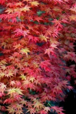 Shishio Improved Upright Japanese Maple - 2 Gallon Pot 11 Shishio Improved Upright Japanese Maple - 2 Gallon Pot -Plant Shop Japanese Maple Shishio Improved Fall Color