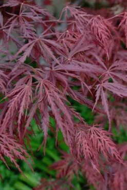 Tamukeyama Dwarf Red Japanese Maple - 1 Gallon Pot - High Grafted Tree Form 13 Tamukeyama Dwarf Red Japanese Maple - 1 Gallon Pot - High Grafted Tree Form -Plant Shop Japanese Maple Tamukeyama 13