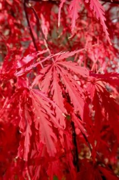 Tamukeyama Dwarf Red Japanese Maple - 1 Gallon Pot - High Grafted Tree Form 14 Tamukeyama Dwarf Red Japanese Maple - 1 Gallon Pot - High Grafted Tree Form -Plant Shop Japanese Maple Tamukeyama 14
