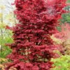 Twombly's Red Sentinel Japanese Maple - 5 Gallon Pot (4-5') -Plant Shop Japanese Maple Twombleys Red Sentinel 500x750 2