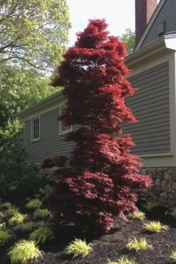 Twombly's Red Sentinel Japanese Maple - 2 Gallon Pot (2.5-3') 12 Twombly's Red Sentinel Japanese Maple - 2 Gallon Pot (2.5-3') -Plant Shop Japanese Maple Twomblys Red Sentinel 10