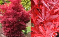 Twombly's Red Sentinel Japanese Maple - 5 Gallon Pot (4-5') -Plant Shop Japanese Maple Twomblys Red Sentinel Fall Color 1