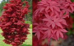 Twombly's Red Sentinel Japanese Maple - 5 Gallon Pot (4-5') -Plant Shop Japanese Maple Twomblys Red Sentinel Spring 1