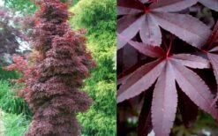 Twombly's Red Sentinel Japanese Maple - 2 Gallon Pot (2.5-3') 14 Twombly's Red Sentinel Japanese Maple - 2 Gallon Pot (2.5-3') -Plant Shop Japanese Maple Twomblys Red Sentinel Summer