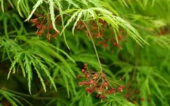 Viridis Dwarf Green Japanese Maple - 1 Gallon Pot 18 Viridis Dwarf Green Japanese Maple - 1 Gallon Pot -Plant Shop Japanese Maple Viridis 11