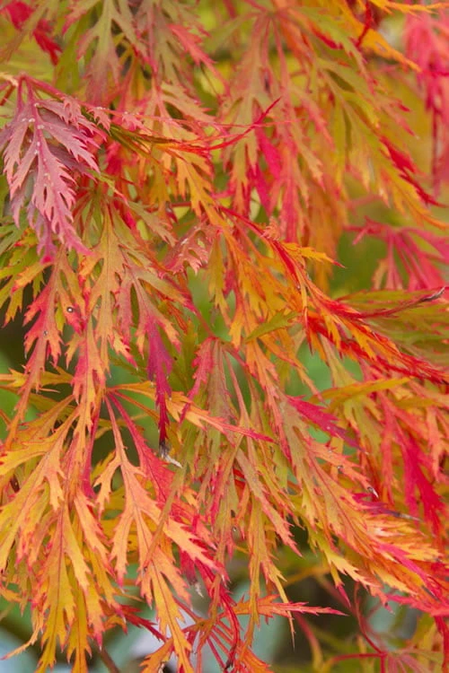 Viridis Dwarf Green Japanese Maple - 1 Gallon Pot 11 Viridis Dwarf Green Japanese Maple - 1 Gallon Pot - Image 9