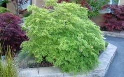 Viridis Dwarf Green Japanese Maple - 1 Gallon Pot 21 Viridis Dwarf Green Japanese Maple - 1 Gallon Pot -Plant Shop Japanese Maple Viridis 17