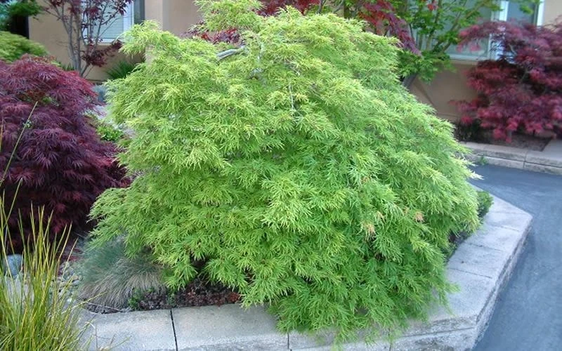 Viridis Dwarf Green Japanese Maple - 1 Gallon Pot 12 Viridis Dwarf Green Japanese Maple - 1 Gallon Pot - Image 10