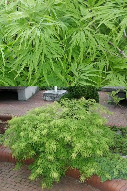 Viridis Dwarf Green Japanese Maple - 1 Gallon Pot 6 Viridis Dwarf Green Japanese Maple - 1 Gallon Pot - Image 4