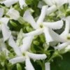 Star Jasmine Vine (Trachelospermum Jasminoides) - 6 Pack Of 1 Gallon Pots -Plant Shop Jasmine Confederate 500x750 1