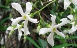 Confederate Jasmine Vine (Trachelospermum Jasminoides) - 6 Pack Of 1 Gallon Pots -Plant Shop Jasmine Confederate Vine 1