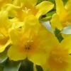 Duet Yellow Jasmine (Jessamine) - 2 Gallon Pot -Plant Shop Jasmine Duet 7