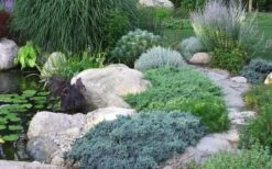 Blue Star Juniper - 1 Gallon Pot -Plant Shop Juniper Blue Star 14