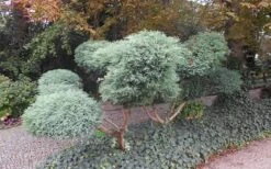 Grey Owl Juniper - 6 Pack Of 1 Gallon Pots -Plant Shop Juniper Grey Owl Pom Pom Topiary 1