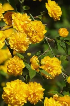 Japanese Marigold Bush - Kerria Japonica 'Pleniflora' - 1 Gallon Pot -Plant Shop Kerria 22