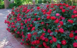 Red Double Knock Out Rose - 5 Gallon Pot 11 Red Double Knock Out Rose - 5 Gallon Pot -Plant Shop Knock Out Rose Double Red 7