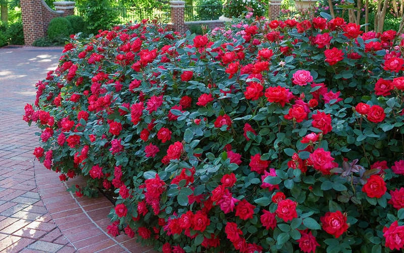 Red Double Knock Out Rose - 5 Gallon Pot 6 Red Double Knock Out Rose - 5 Gallon Pot - Image 4