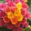 Little Lucky Hot Pink Lantana - 1 Gallon Pot -Plant Shop Lantana Little Lucky Hot Pink 4